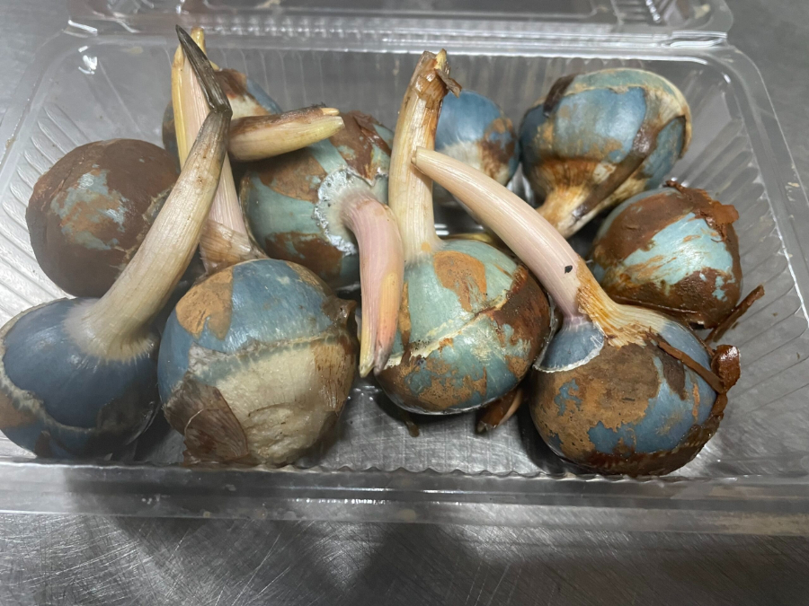 クワイ（自然栽培)