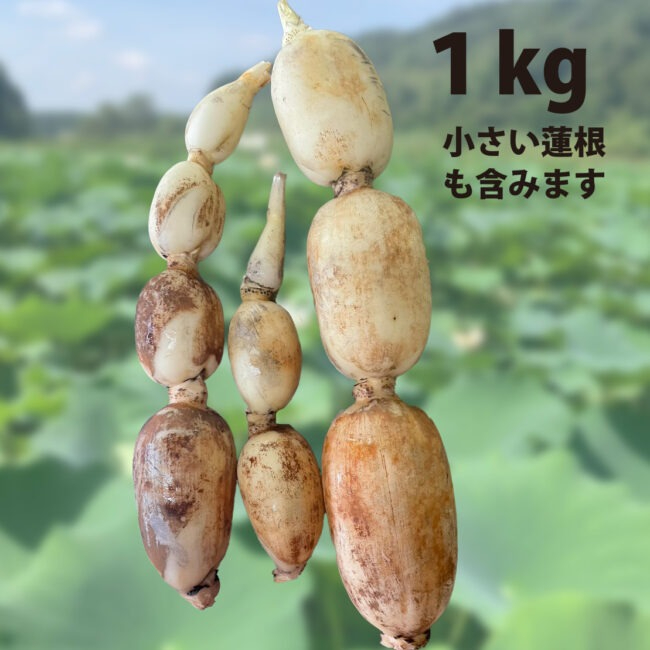 里山れんこん1kg と里山れんこんパウダー100gとれんこん粒５０gのセット