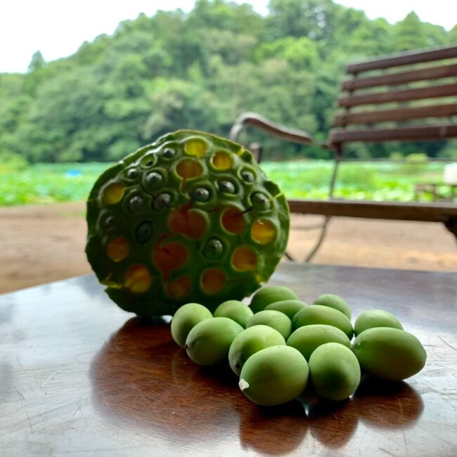【予約商品】蓮の実