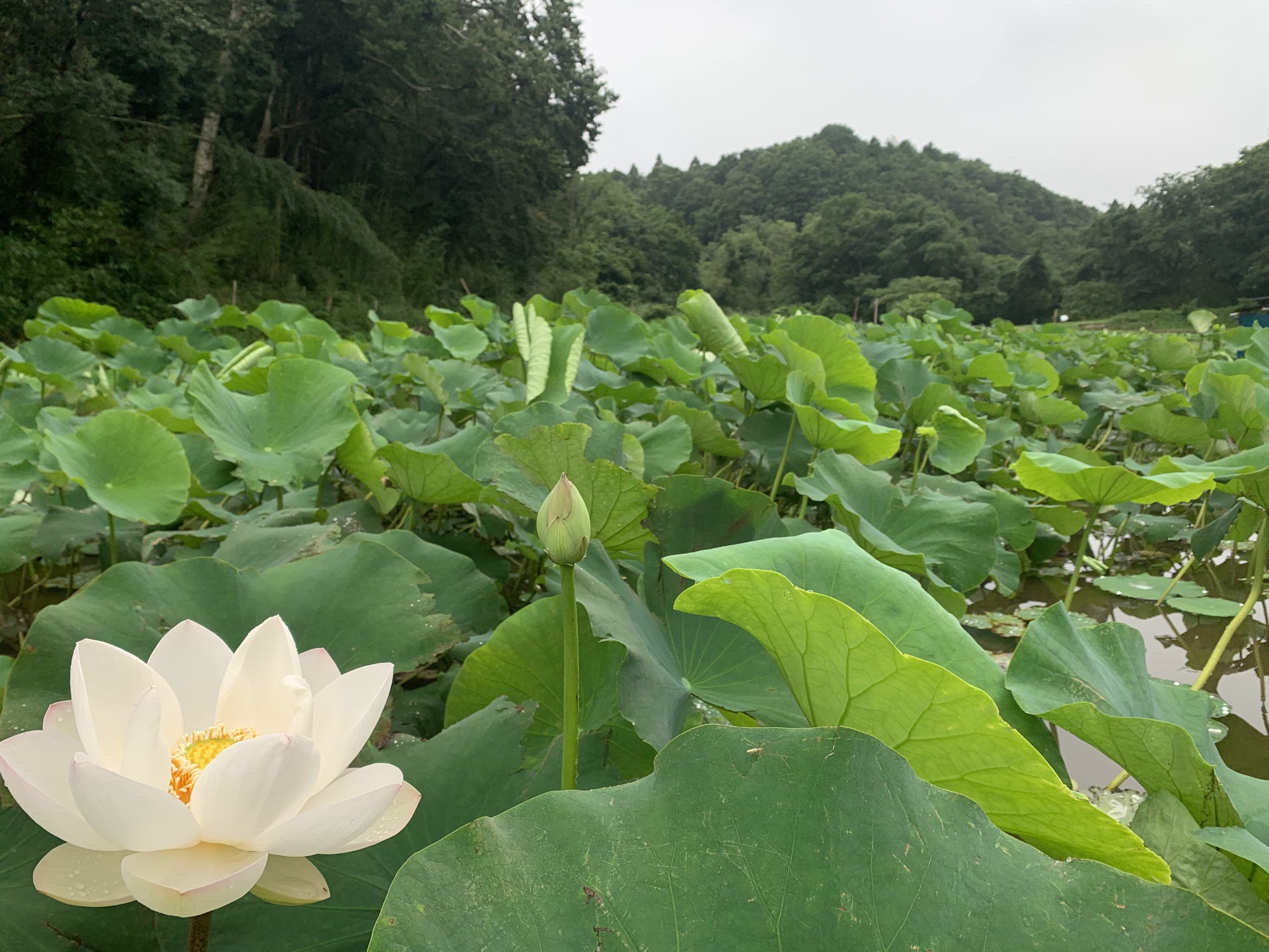 蓮の花