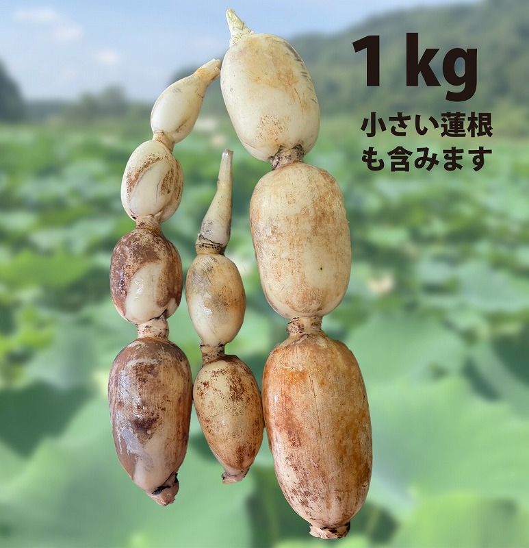 無施肥の自然栽培の里山れんこん　1kg