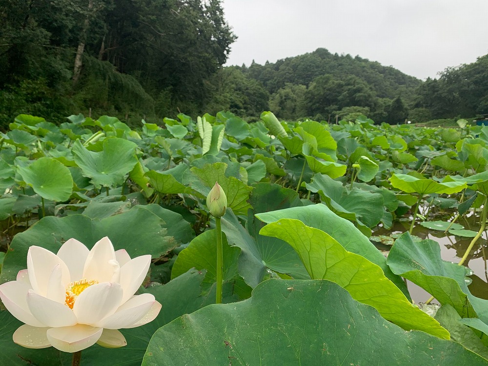 蓮の花