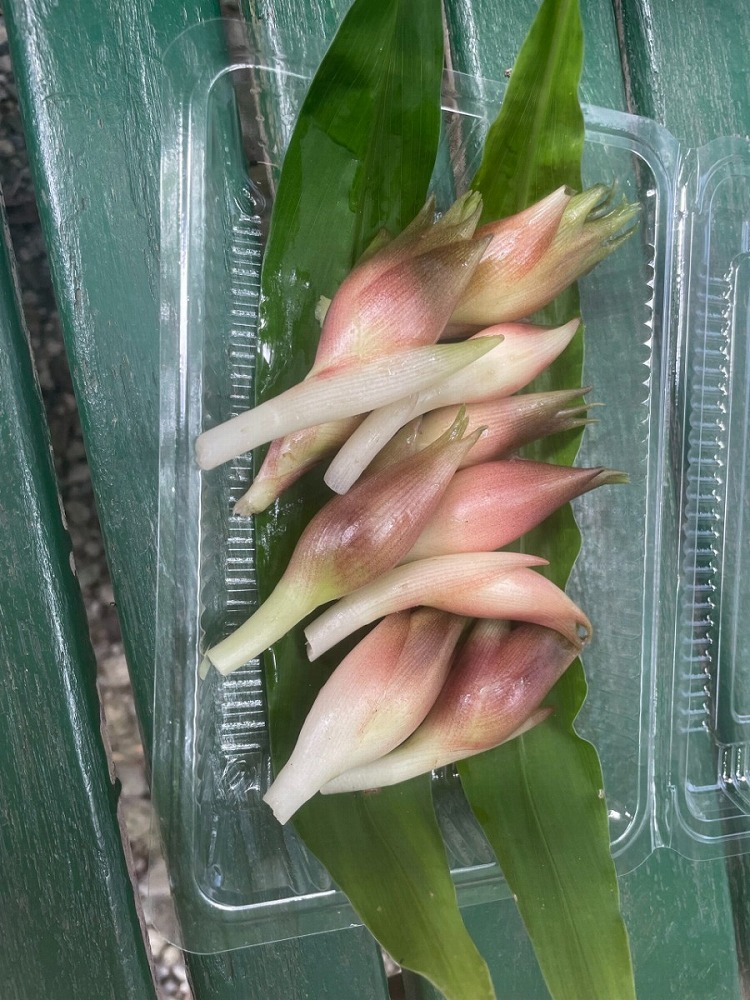 茗荷